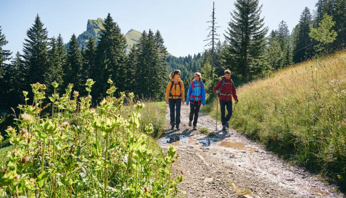 Wandern zwischen Bergstation Mellaubahn und Alpe Kanis (c) Alex Kaiser - Bregenzerwald Tourismus